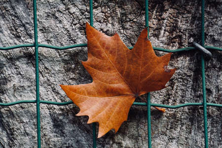 browm maple leaf on the metallic fence in autumn season, autumn leaves and autumn colorsの写真素材
