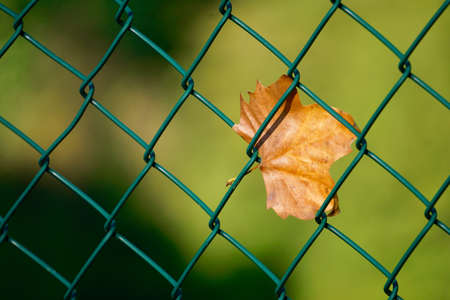 browm maple leaf on the metallic fence in autumn season, autumn leaves and autumn colorsの写真素材
