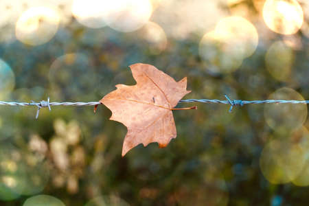 browm maple leaf on the metallic fence in autumn season, autumn leaves and autumn colorsの写真素材