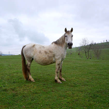 beautiful white horse portrait in the natureの写真素材