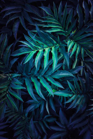 blue plant leaves in the nature in autumn season, blue backgroundの写真素材