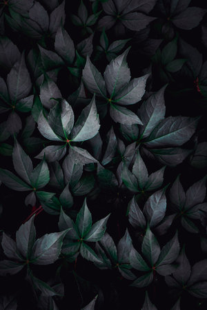green plant leaves in the nature, green backgroundの写真素材