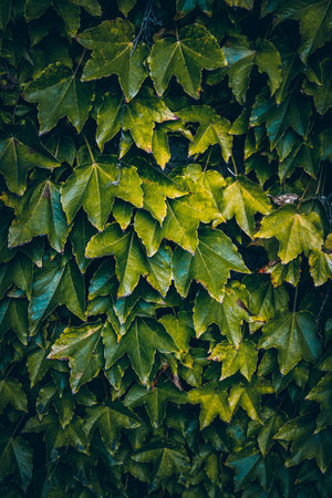 green plant leaves in the nature, green backgroundの写真素材