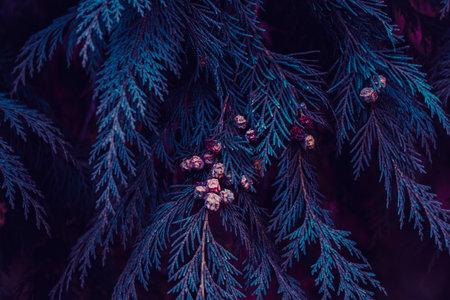 blue pine tree leaves in winter, blue backgroundの写真素材