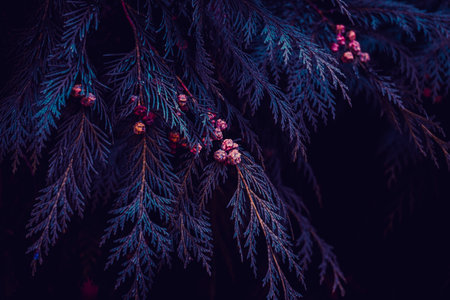 blue pine tree leaves in winter, blue backgroundの写真素材