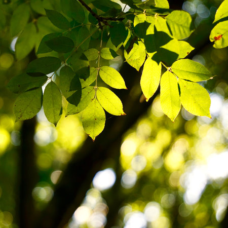 green tree leaves in autumn season, green background