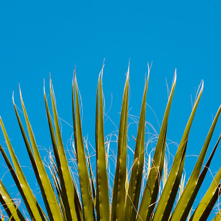 palm tree leaves and blue skyの写真素材