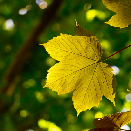 green tree leaves in autumn season, green backgroundの写真素材