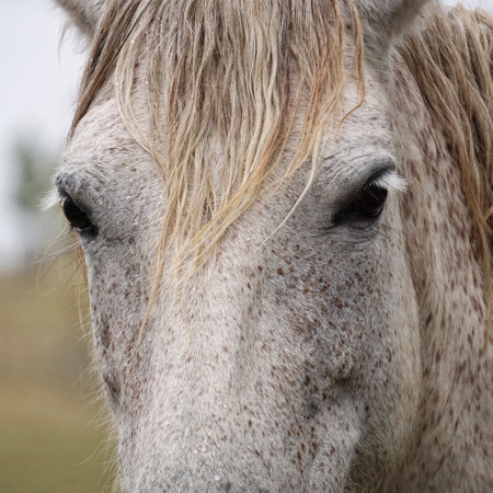 beautiful white horse portrait in the natureの写真素材