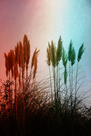 plants and sunset in the nature in autumn seasonの写真素材