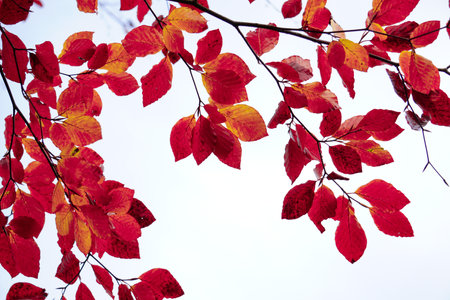 red tree leaves in autumn season, autumn colors