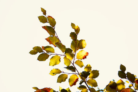green tree leaves in the nature in autumn seasonの写真素材