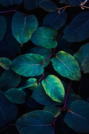 green and blue plant leaves in the garden in autumn seasonの写真素材
