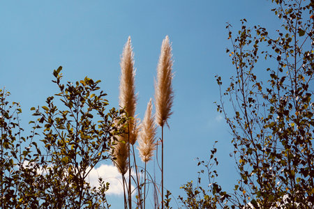 white plants and blue sky in auutmn seasonの写真素材
