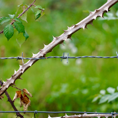 plants on the barbed wire fence in the fieldの写真素材