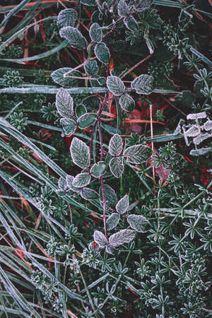 frozen green grass in winter season, cold daysの写真素材