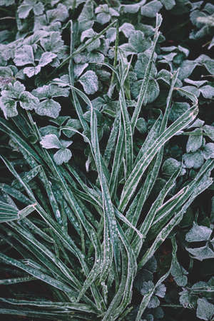 frozen green grass in winter season, cold daysの写真素材