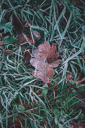 frozen brown leaf in winter season, cold daysの写真素材