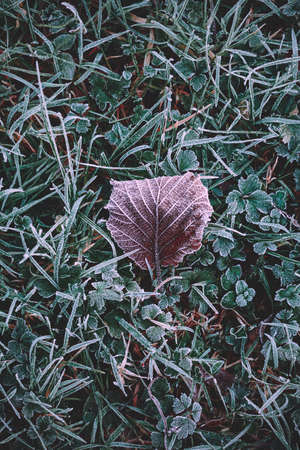 frozen brown leaf in winter season, cold daysの写真素材