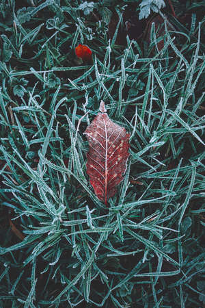 frozen brown leaf in winter season, cold days