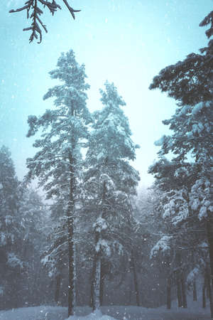 snow in the pine trees in the forest in winter season, cold daysの写真素材