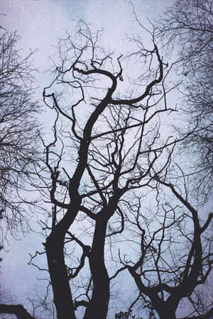 tree in the forest in winter season, cold days