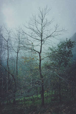tree in the forest in winter season, cold daysの写真素材