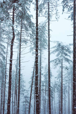 snow on the trees in the mountain in Bilbao, Spain, winter seasonの写真素材