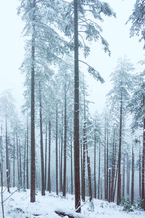 snow on the trees in the mountain in Bilbao, Spain, winter seasonの写真素材