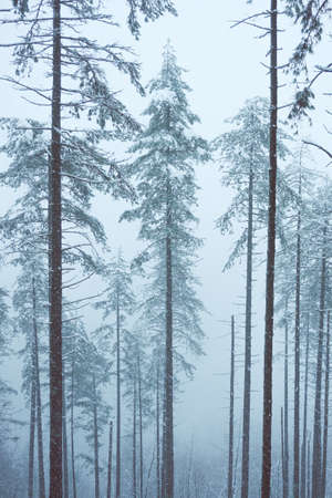 snow on the trees in the mountain in Bilbao, Spain, winter seasonの写真素材