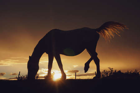 horse silhouette and sunset in the field, animal themesの写真素材