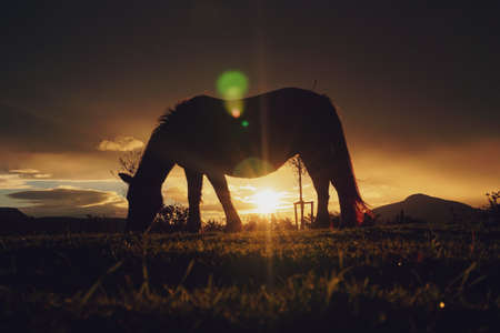 horse silhouette and sunset in the field, animal themesの写真素材