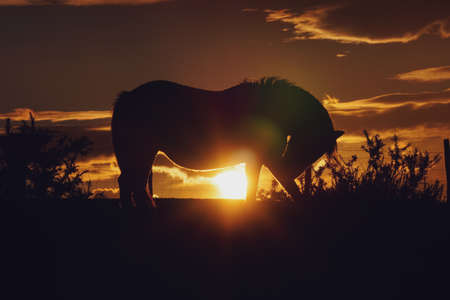 horse silhouette and sunset in the field, animal themesの写真素材