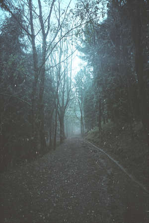 road with fog in the mountain in winter season in Bilbao, Spainの写真素材