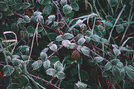 frozen green plant leaves in winter season, cold daysの写真素材