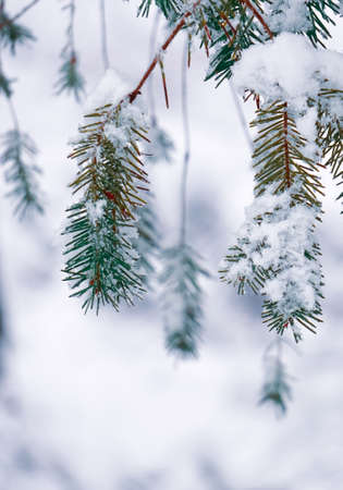 snow on the pine leaves in winter season, christmas daysの写真素材