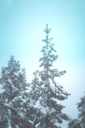 snow on the pine leaves in winter season, christmas daysの写真素材