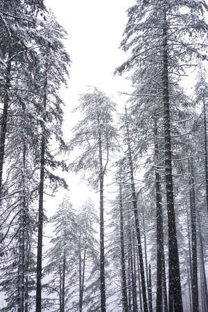 snow on the trees in winter seasonの写真素材