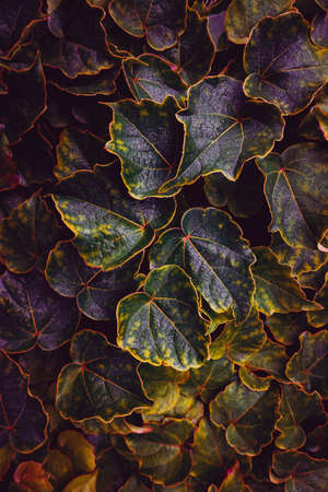 brown dry leaf on the ground in winter seasonの写真素材