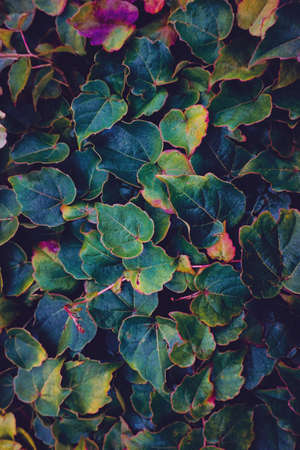 brown dry leaf on the ground in winter season