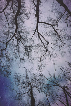 tree branches in winter seasonの写真素材
