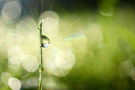 raindrop on the green grass in rainy days in spring seasonの写真素材