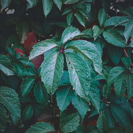 green plant leaves in spring season, green background