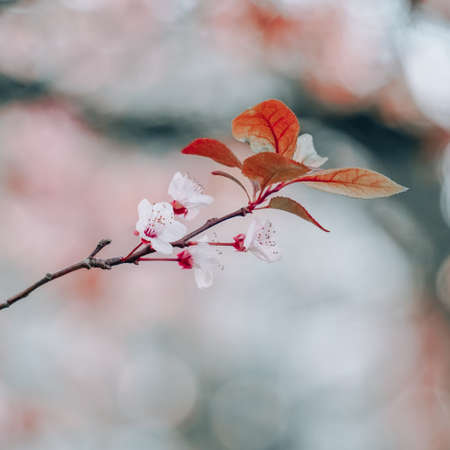 beautiful cherry blossom flower in spring season