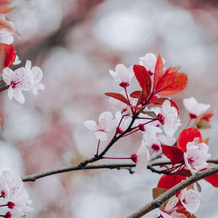 beautiful cherry blossom flower in spring seasonの写真素材