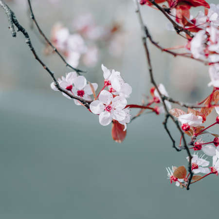 beautiful cherry blossom in spring season, sakura flowerの写真素材