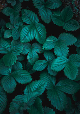 green plant leaves in spring season, green backgroundの写真素材