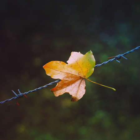 brown dry leaf in the nature in autumn season, autumn leavesの写真素材
