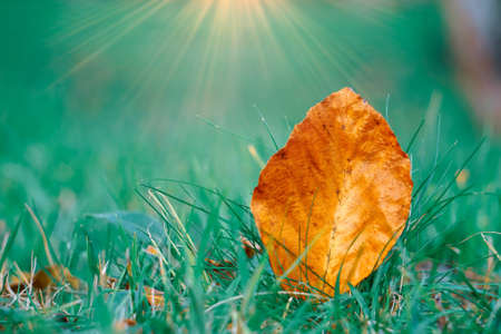 brown dry leaf in the nature in autumn season, autumn leavesの写真素材