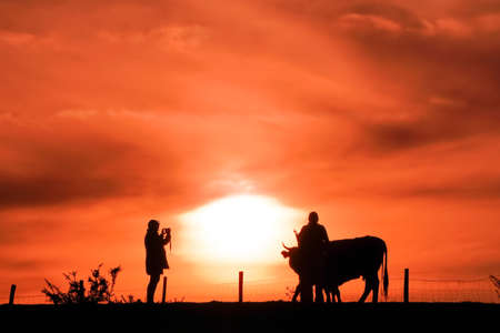 people taking photos in the meadow, sunset in spring seasonの写真素材